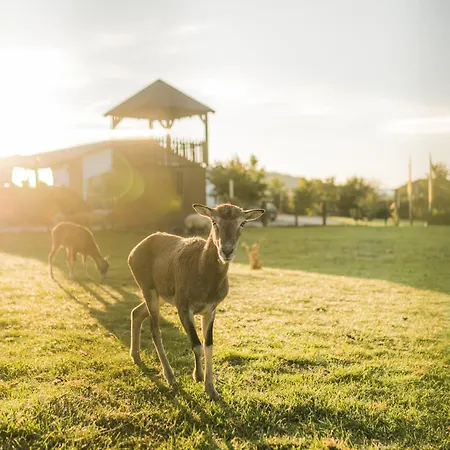 Hof Koehne - Haus Am Spielplatz - Kuh