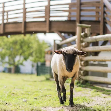Hof Koehne - Haus Am Spielplatz - Kuh