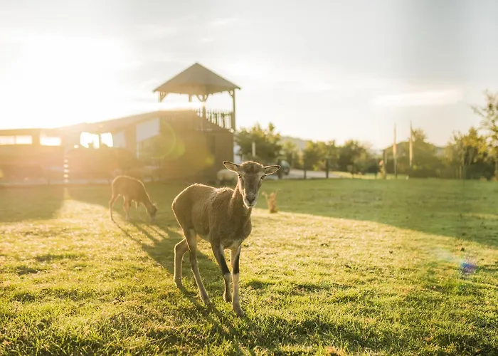 Hof Koehne - Haus Am Spielplatz - Kuh
